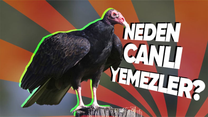 Akbabalar Neden Özellikle Canlı Av Yemiyorlar? (Hastalıklardan Korunuyorsak Onlar Sayesinde)